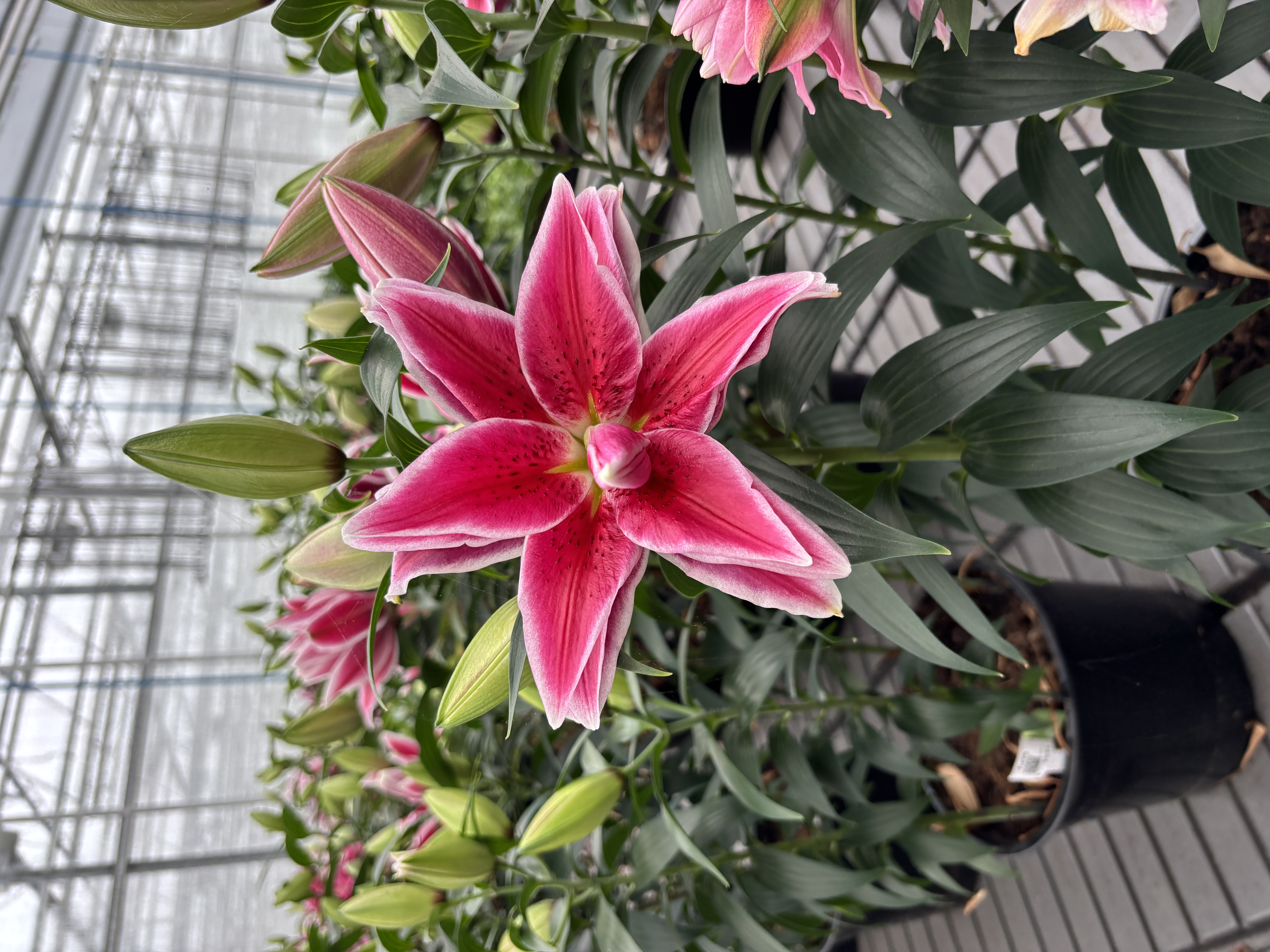 （姬拉）重瓣香水百合花种球四季开花室内外盆栽浓香花卉