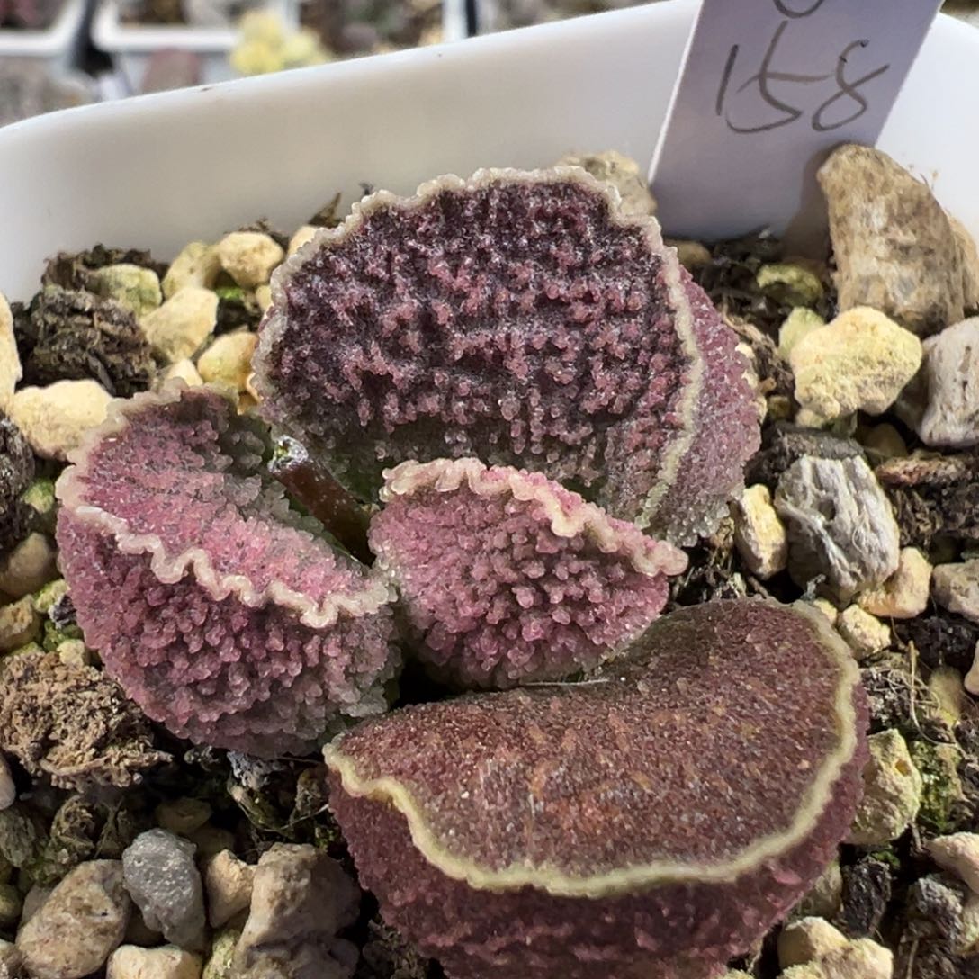 金色波浪边满纹冰晶颗粒款实生新品