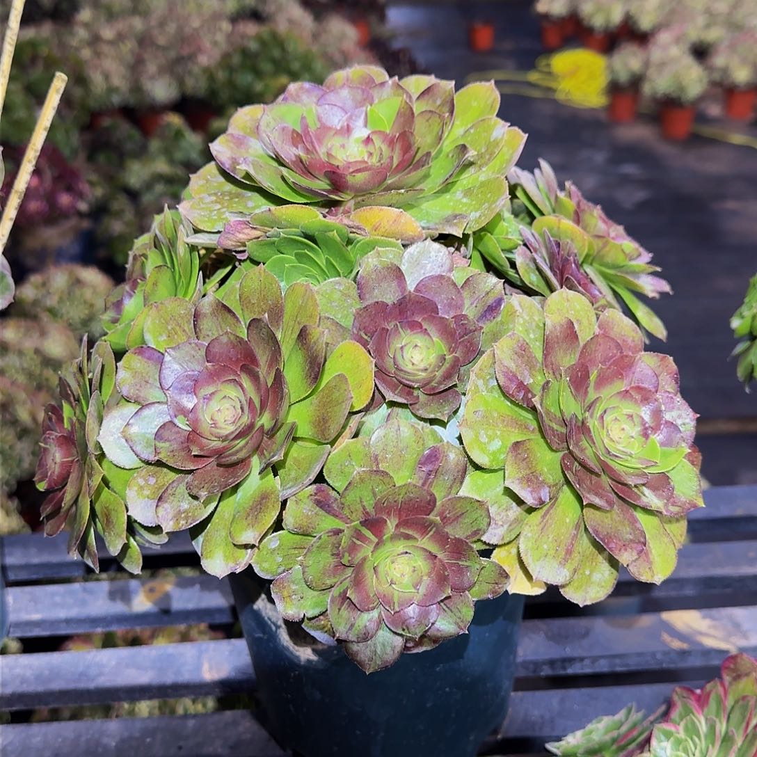 多肉植物花月夜老庄