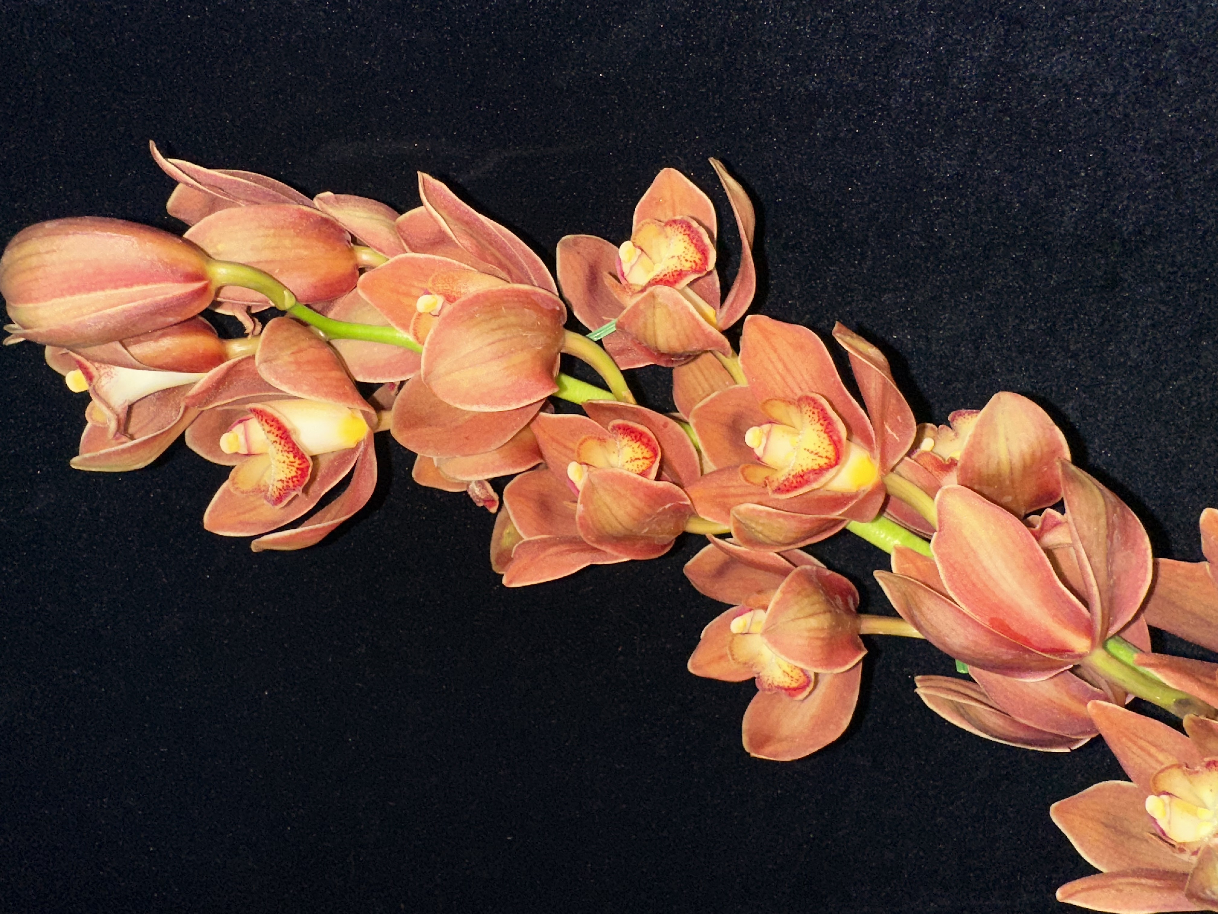 【大花蕙兰咖啡色】 全店拍2单顺丰冷链或德邦空运