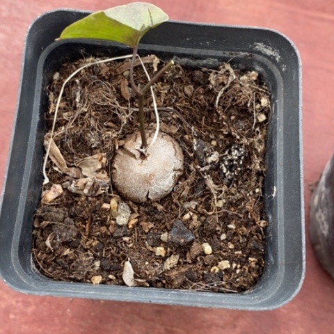 龟甲龙单2仙人球