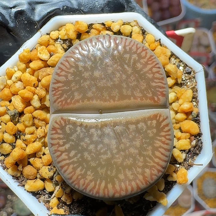 ****生石花1111111。  195