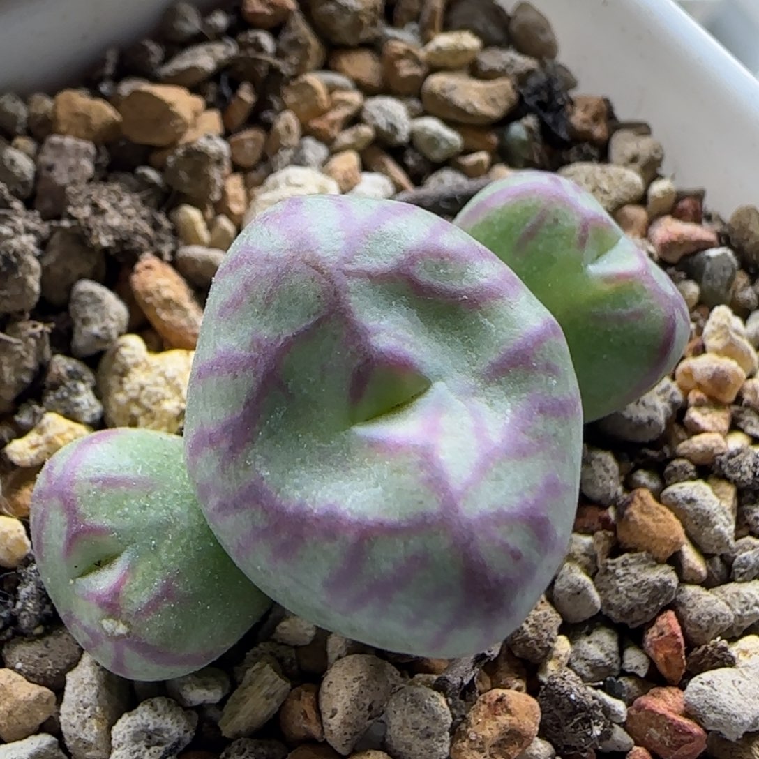 12-23-4-1拍单联系客服延迟发货-血管纹送奶工杂交脱土