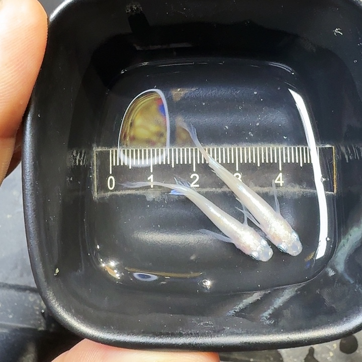 青鳉鱼42号拍品长鳍粉蝶