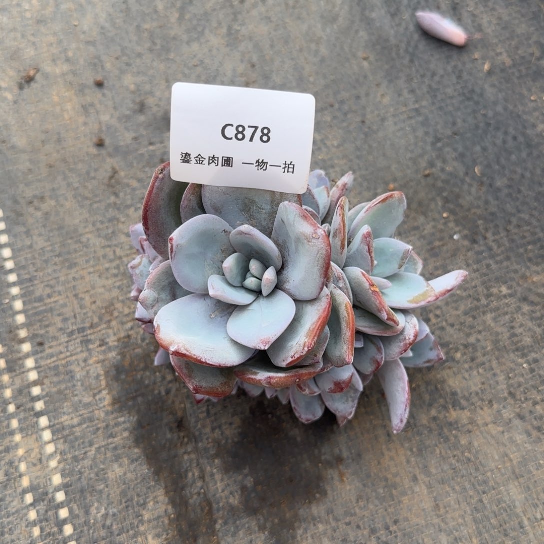 想***啥C878奶茶群生      