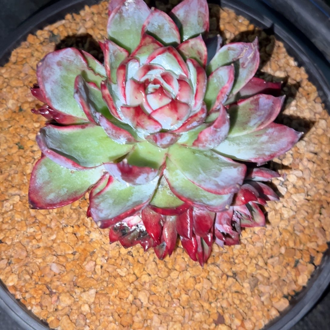 丝***汤惊鸿多肉多肉植物30