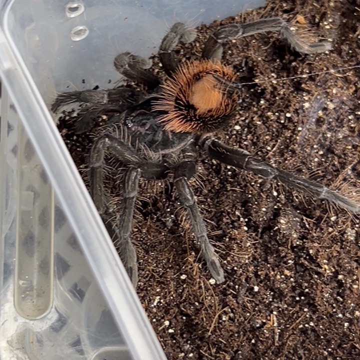 跳蛛aff美洲钢铁蓝10cm母