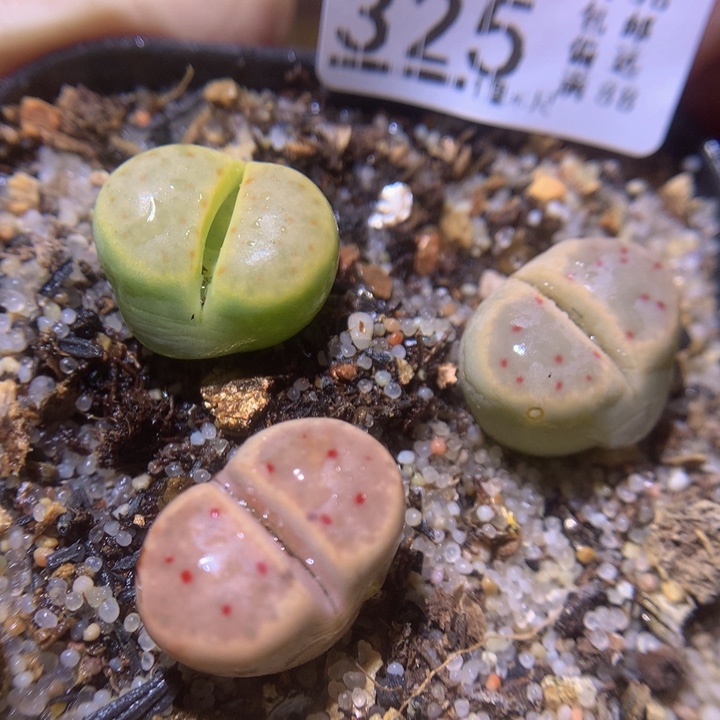  精品生石花219.325