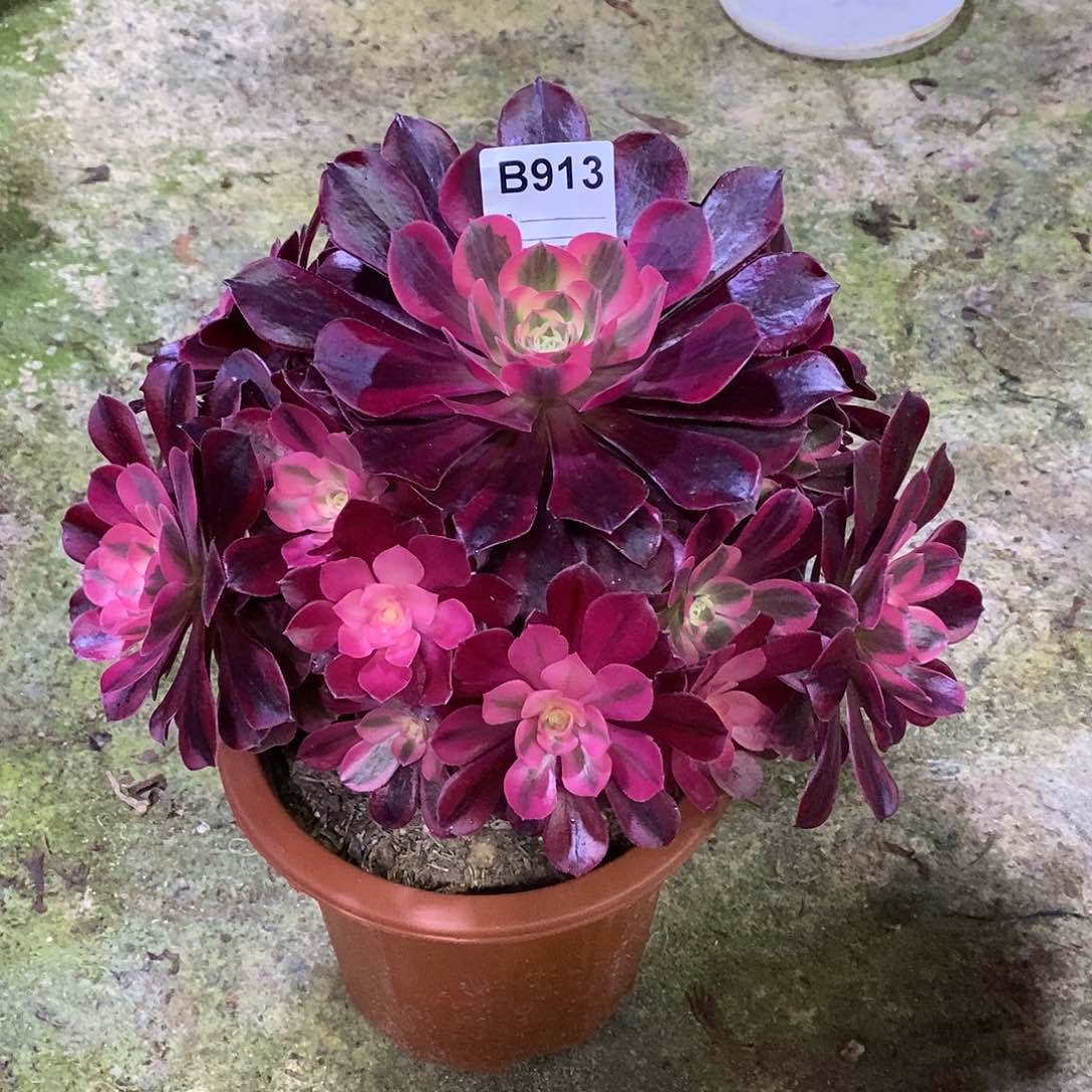 璐*美杜莎多肉植物913