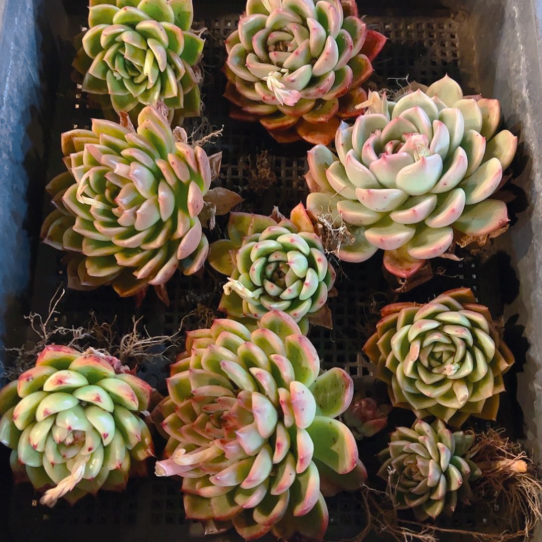 直播福利一物一拍245