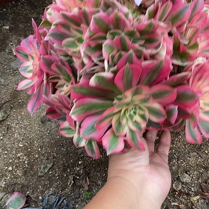 多肉植物女巫234多肉