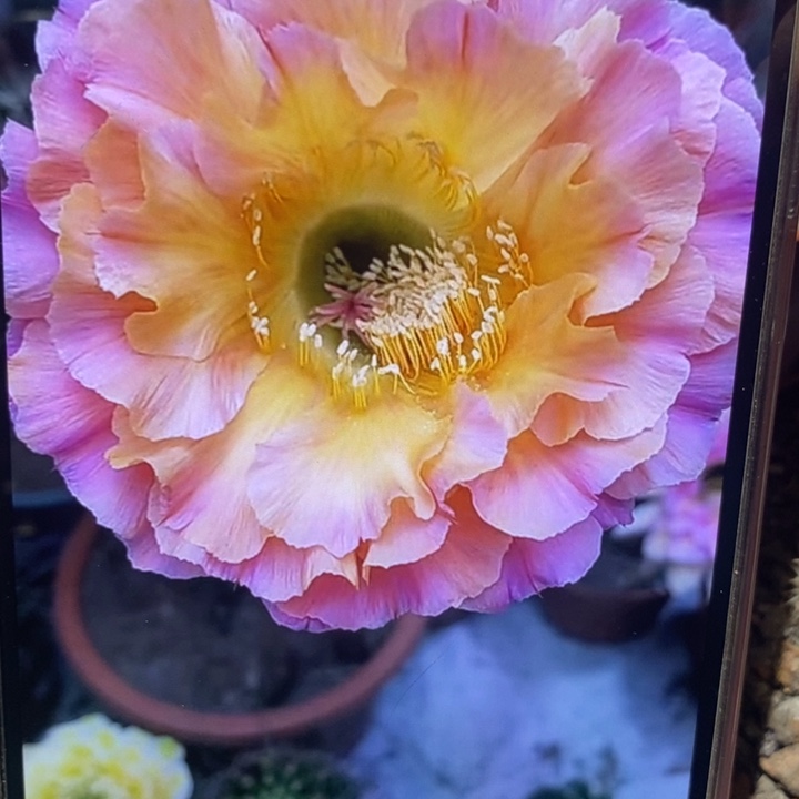 香香1-200号带根6.5公分左右