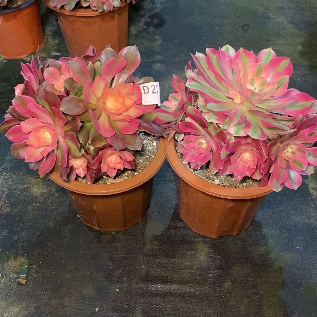 组合239多肉111111