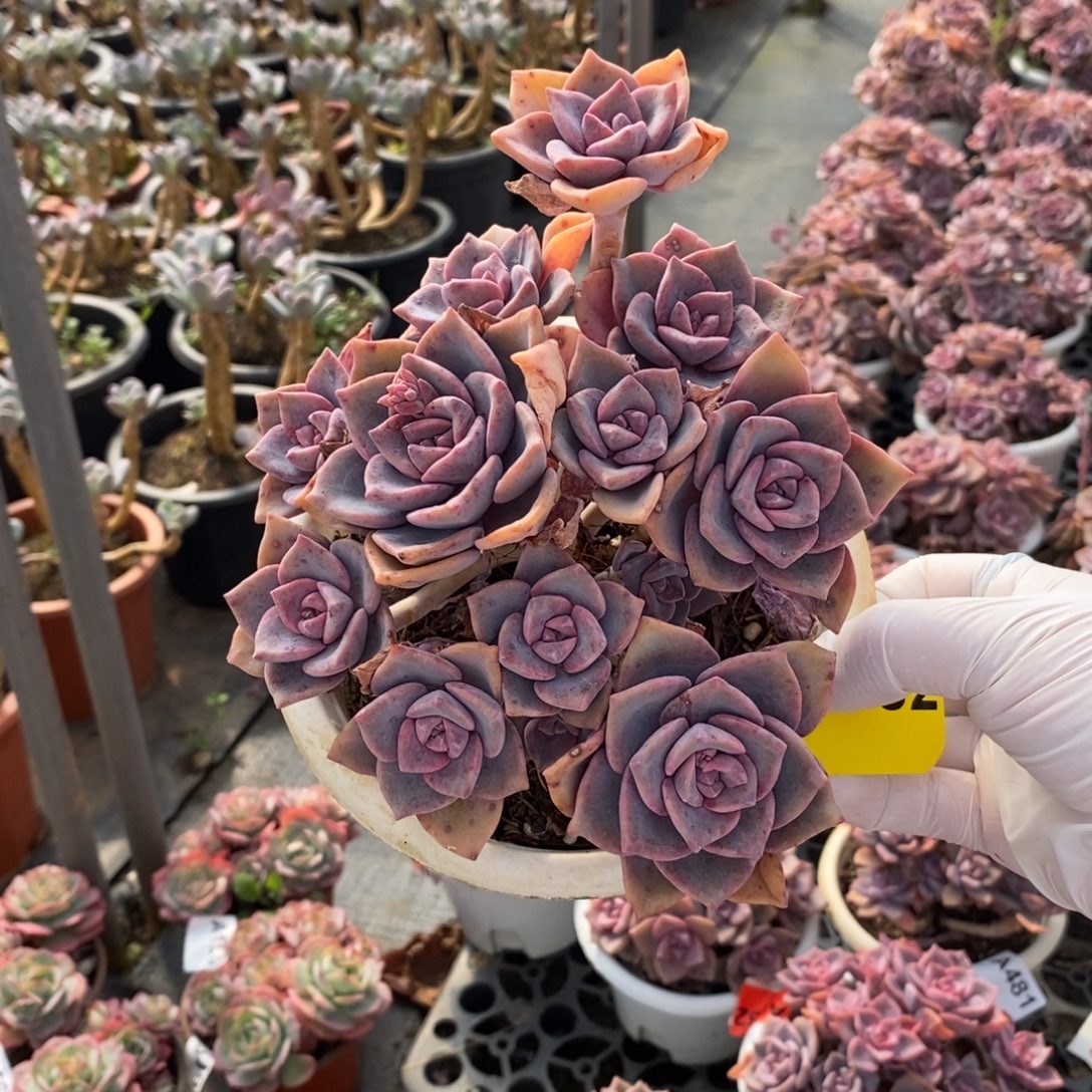 682彩虹糖一物一拍