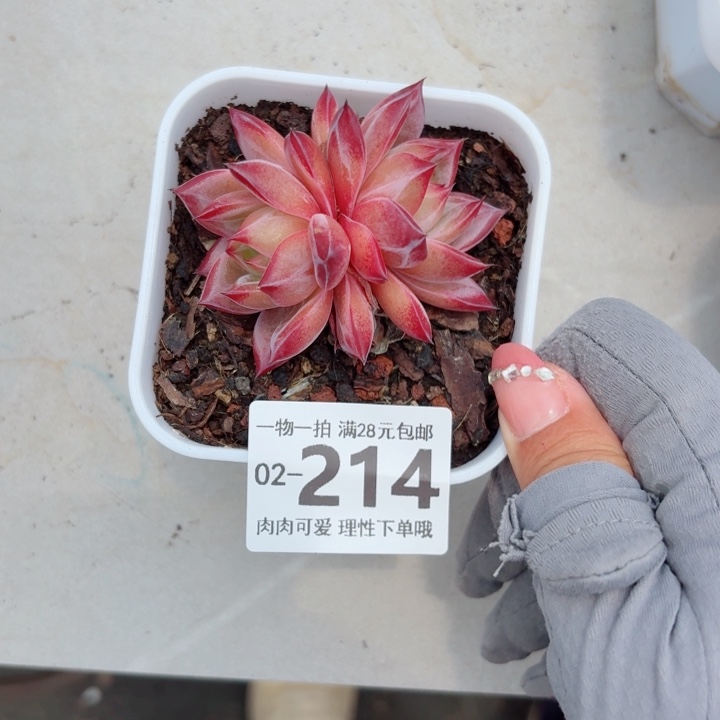 黑武士多肉植物多肉