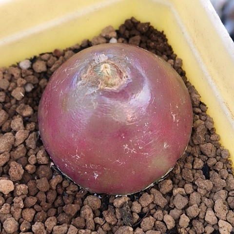 多肉肉锥 3.5Cm大灯泡