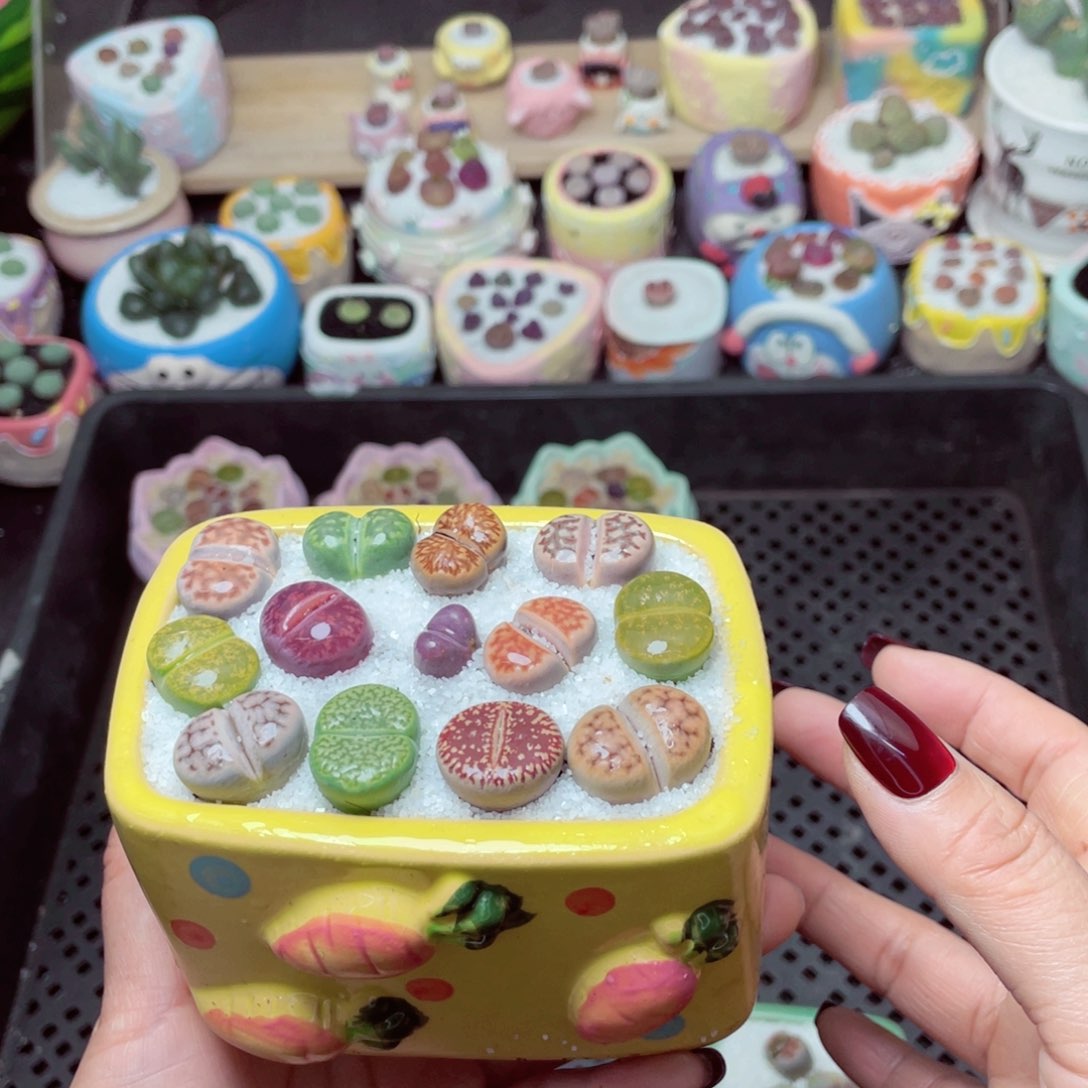 w5183 -零下地区拍保温箱-15支持寄养