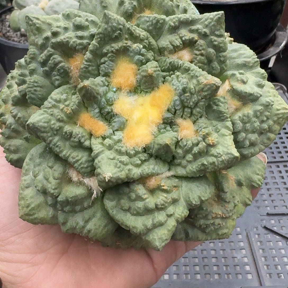自根龟甲短宽厚尤12.6cm未开根