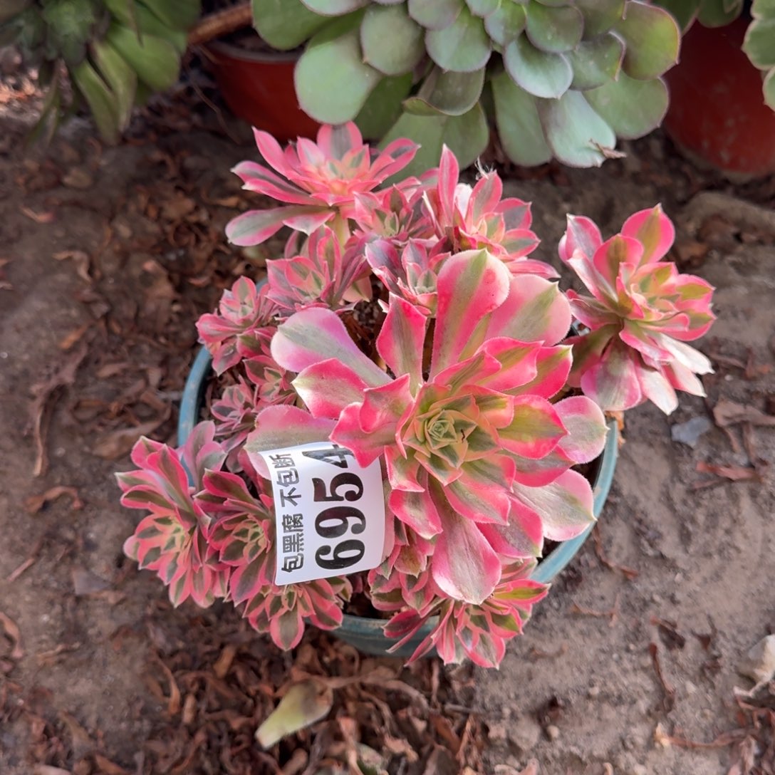 法师粉女郎6954 18-31