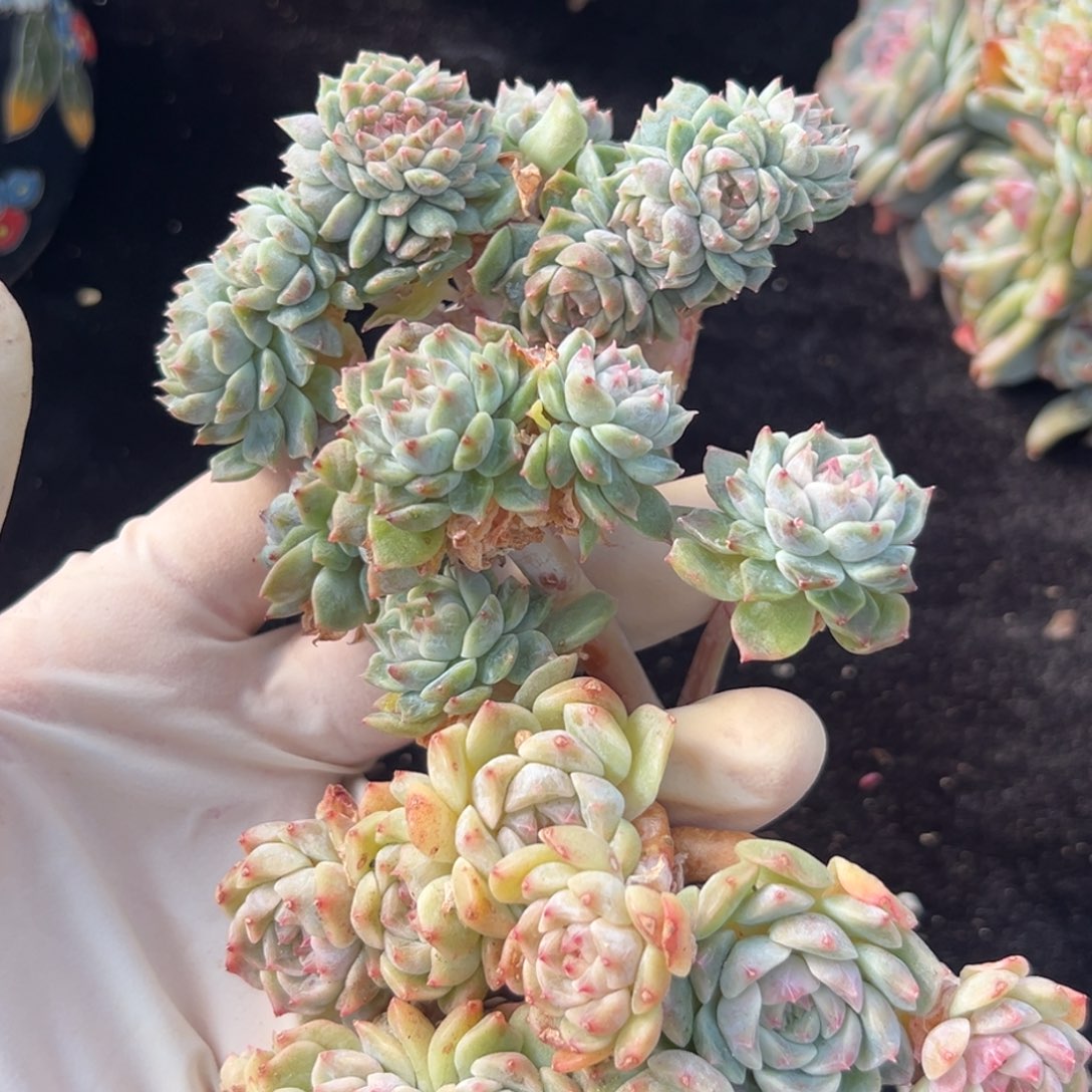 新年快乐 新年快乐三个 买一送二