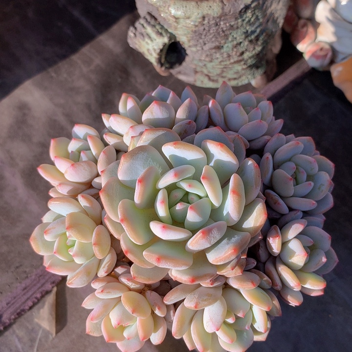 星星橙自然捧花无砍