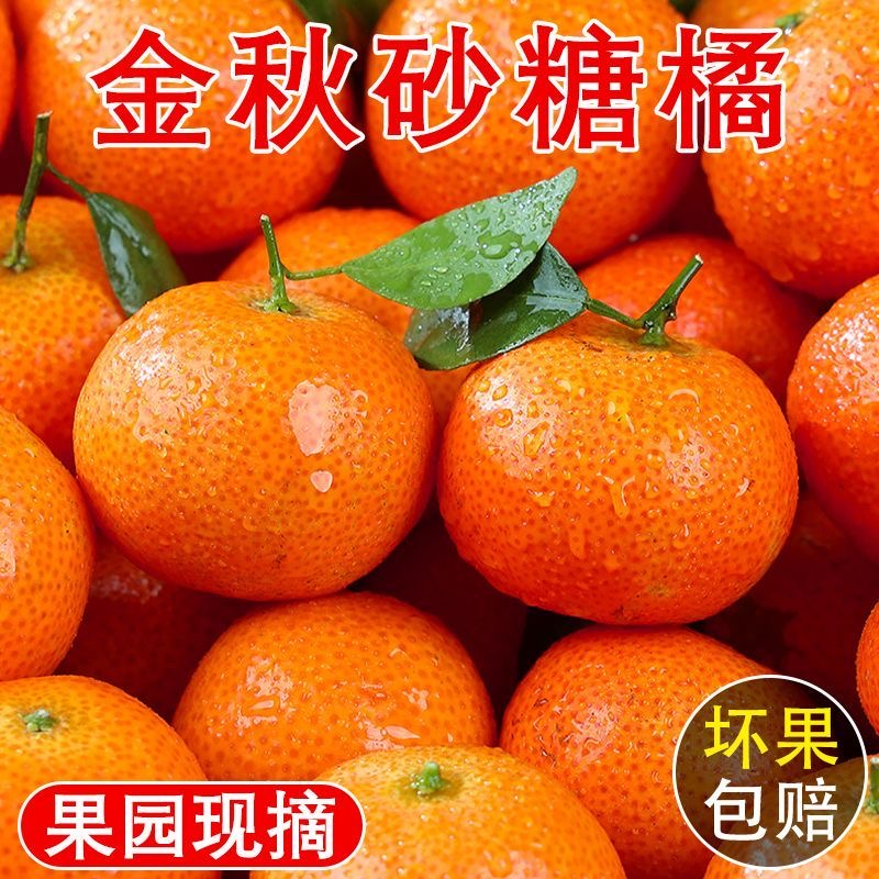 新鲜现摘砂糖橘应季水果1