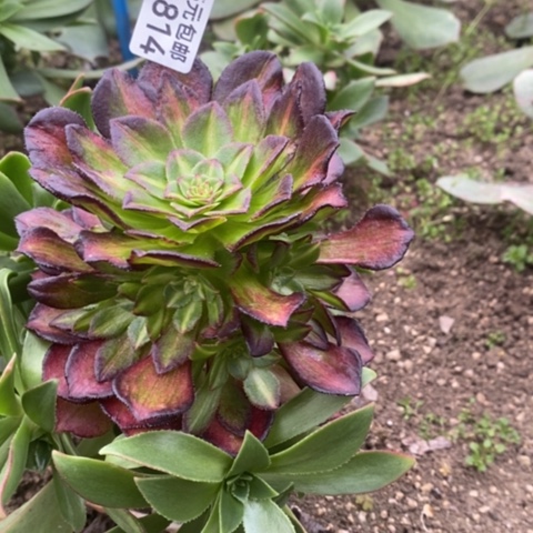 814嫁接海珊瑚满25包邮多肉