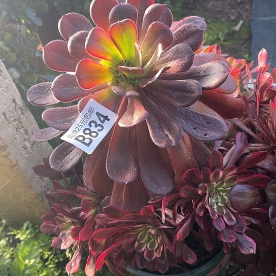 猫*～多肉植物一个