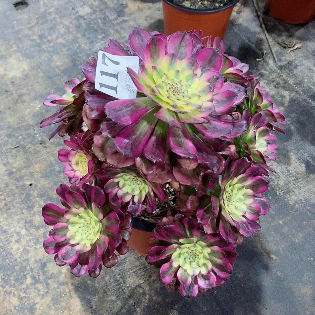 维娜斯117多肉法师植物