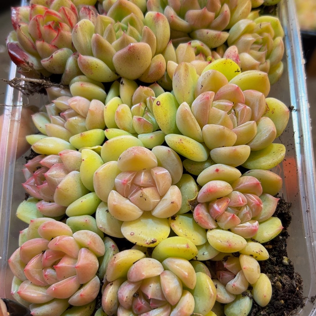 641多肉菜市场里都能