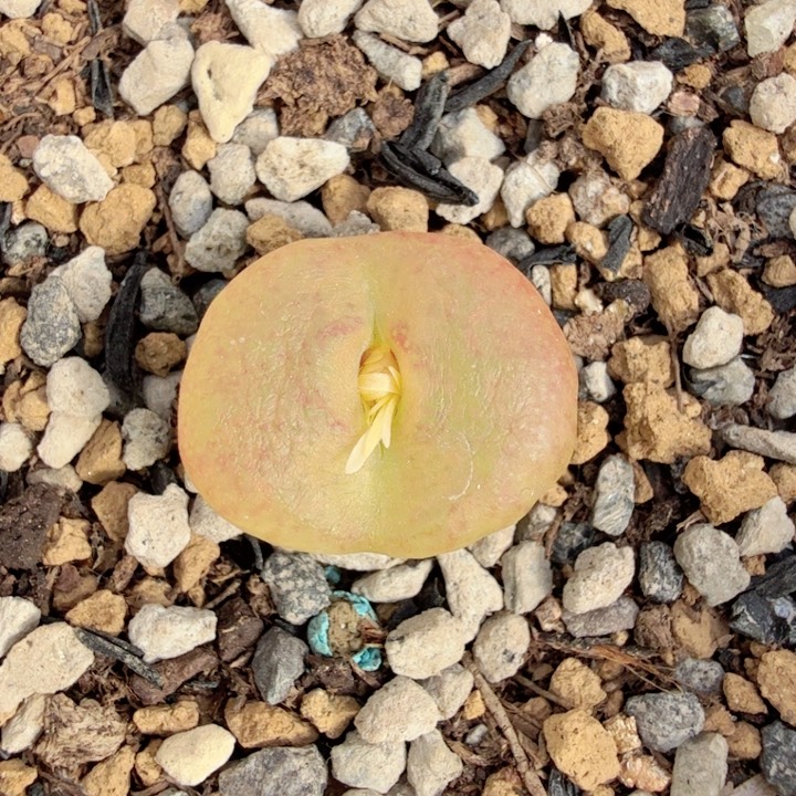 至尊宝母本。12-9-L7