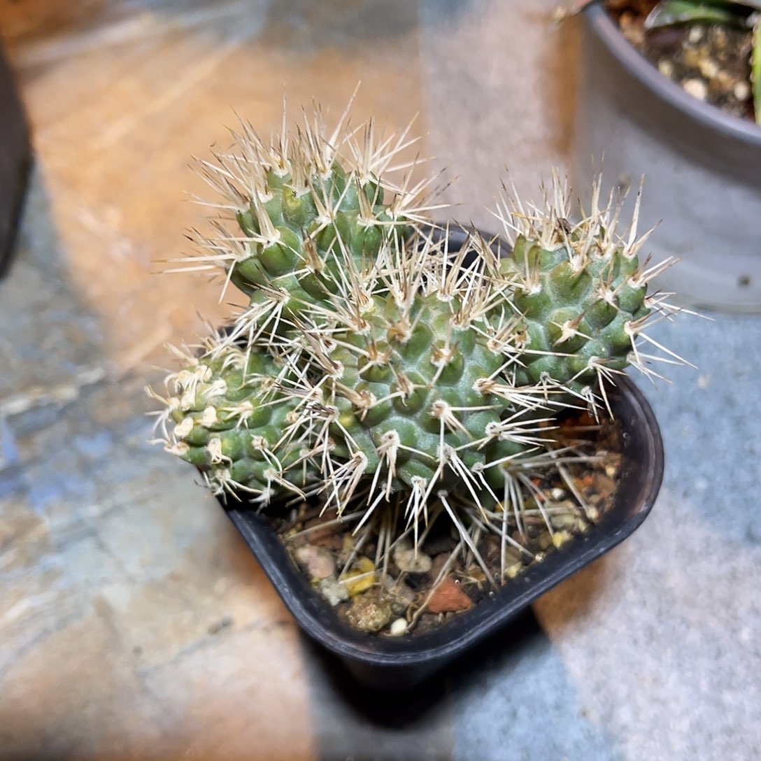 明暗城大群一物一拍