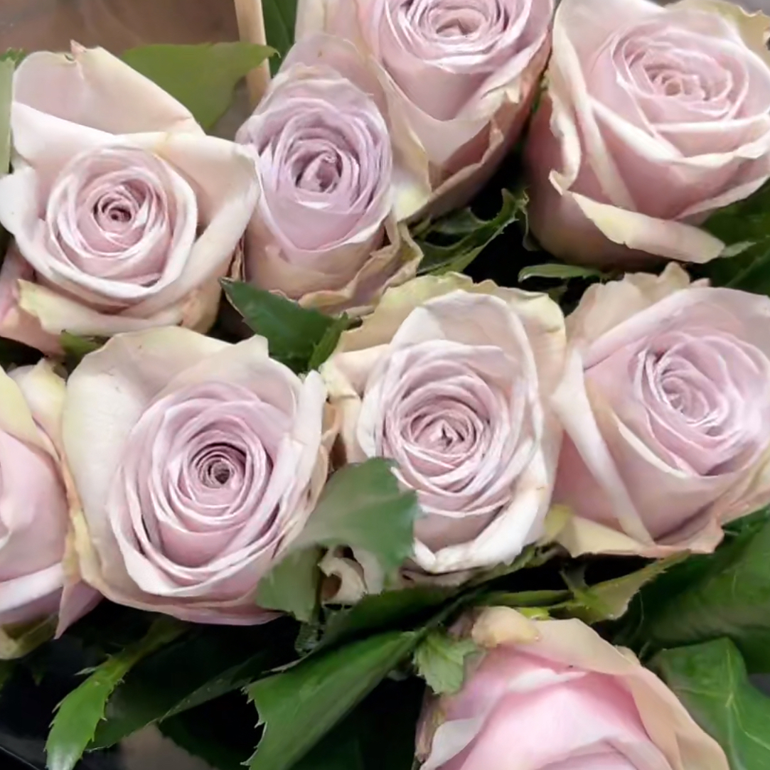 紫妃（大脑壳）-玫瑰单头（任意两单包邮，一单需要补运费）