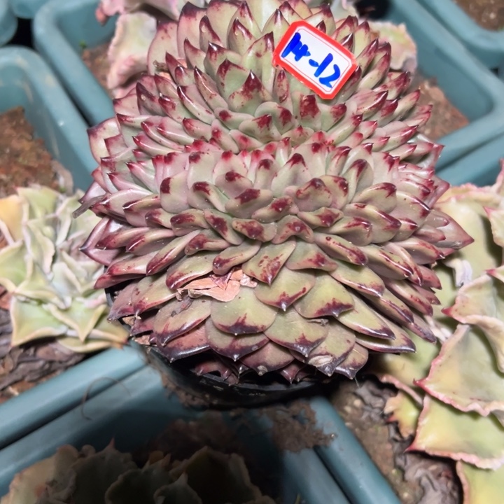 森***＊精品多肉植物老桩