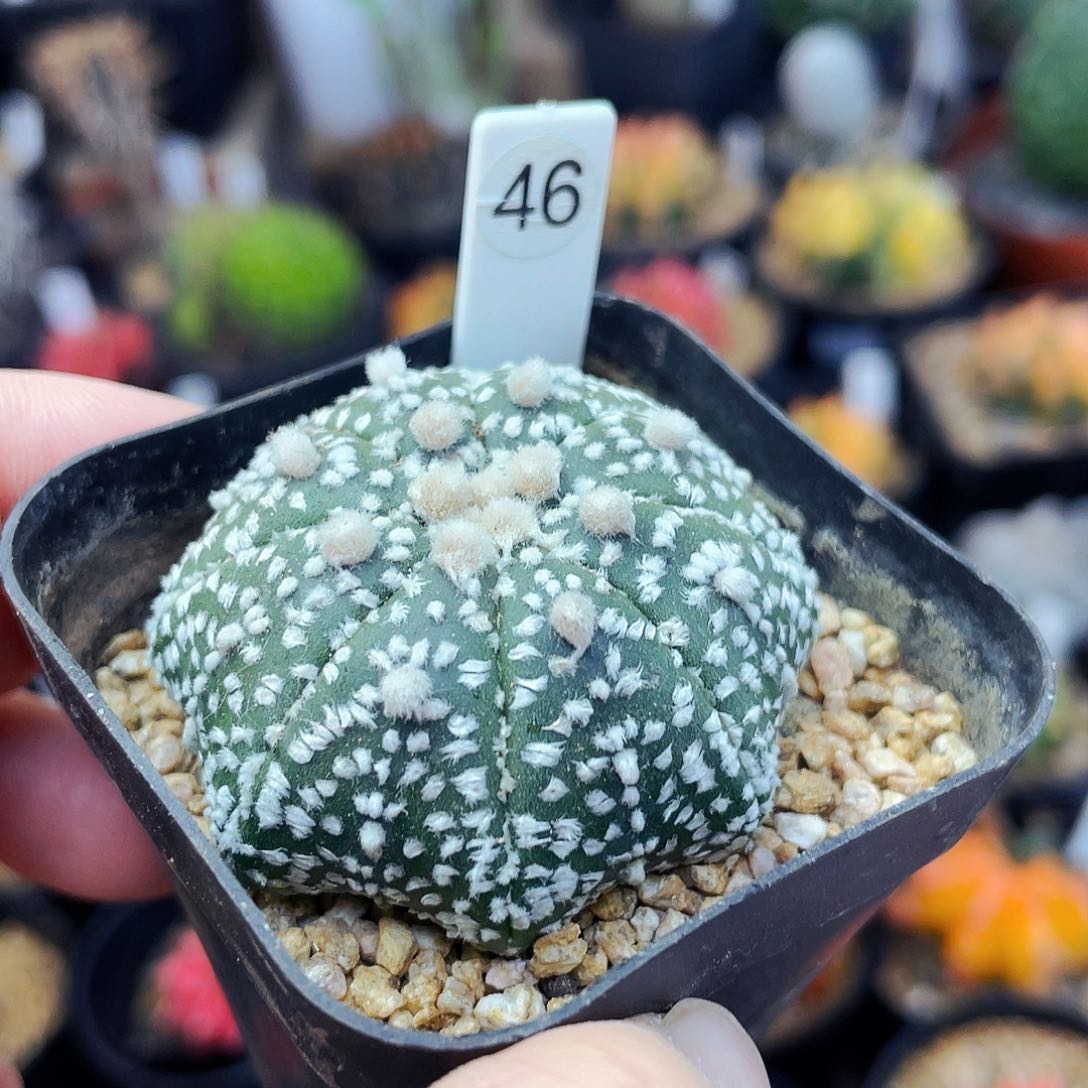 海星非偏远地区满25发货仙人球