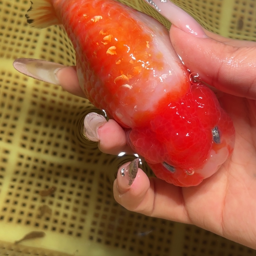 草***酱金鱼拍包装包装，不拍包装运费到付