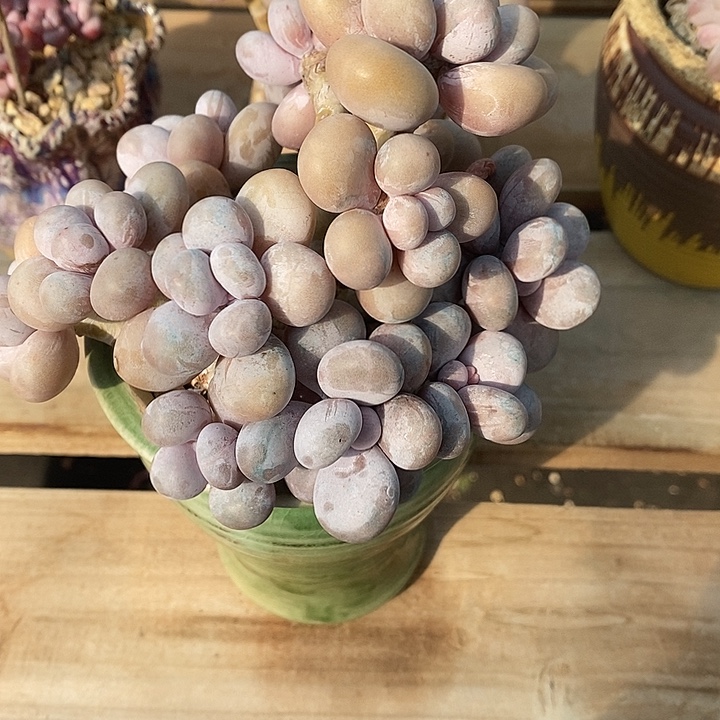 胭脂精品多肉原石奶003