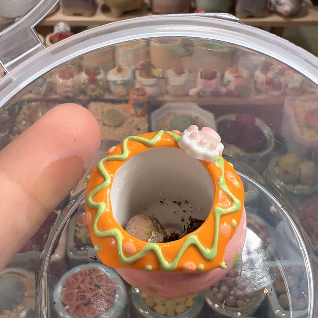 蓝***多肉植物85号拇指盆