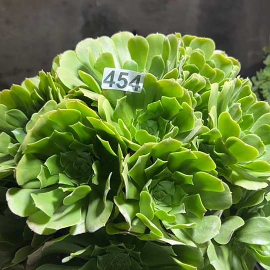 小***妹多肉植物一个绿玫瑰454