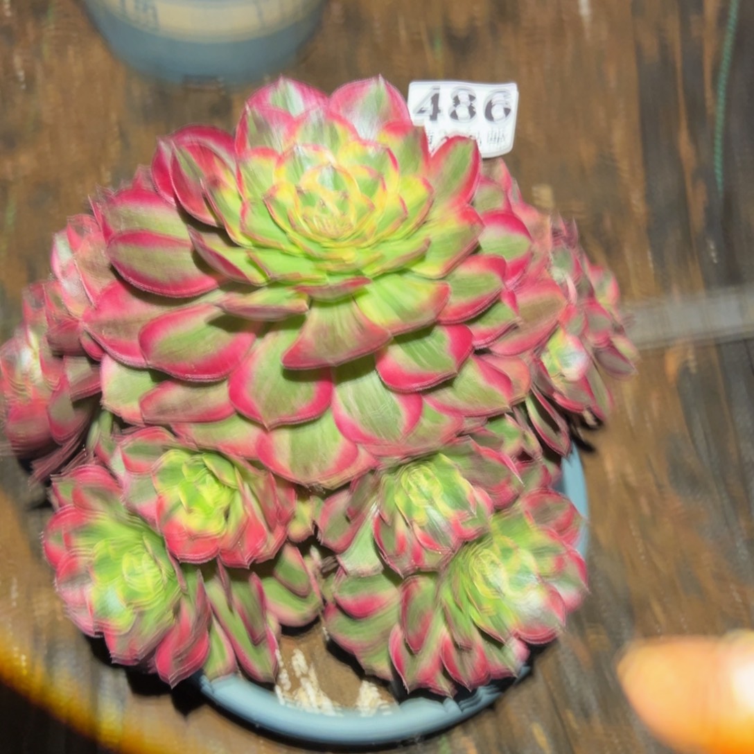 多肉植物486赤子心