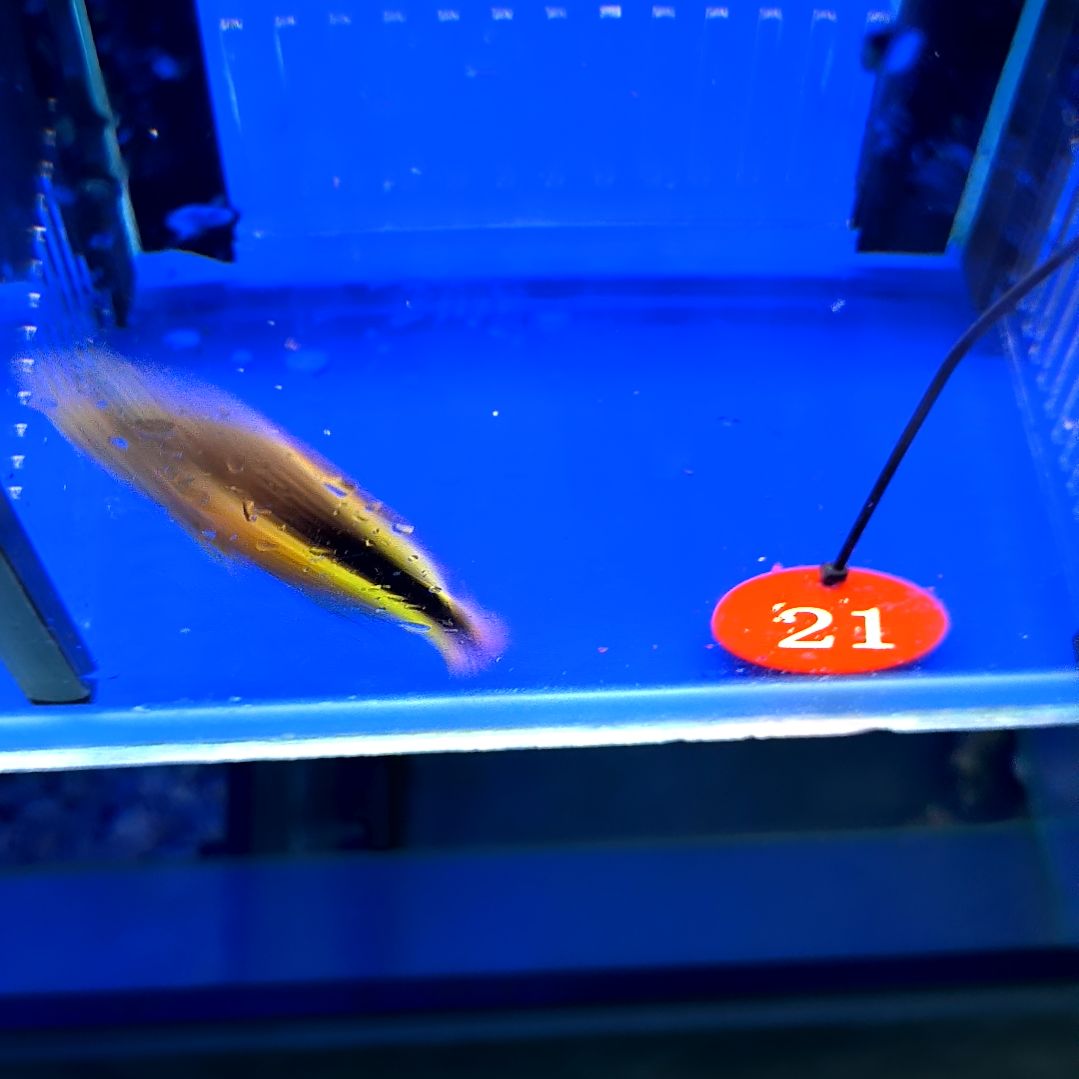 海水鱼雀斑鹰6+/2-16-21