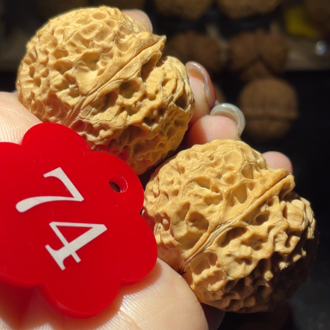 珊瑚元宝37尺寸核桃