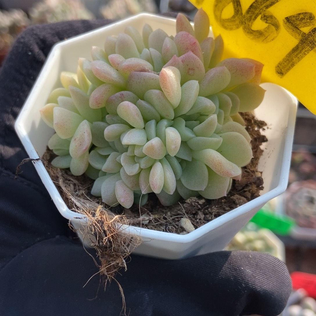 1864奶油美人多肉植物