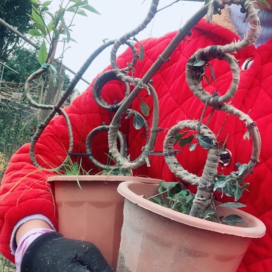 无花朵金弹子福。     