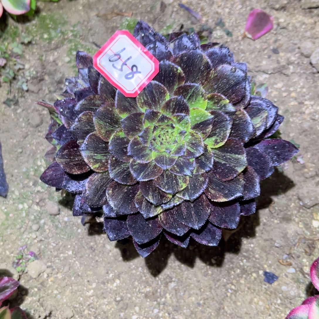 658多肉植物莫兰迪