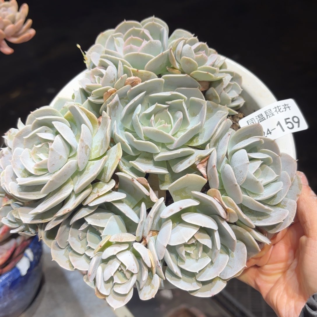 同温层多肉鲁氏159