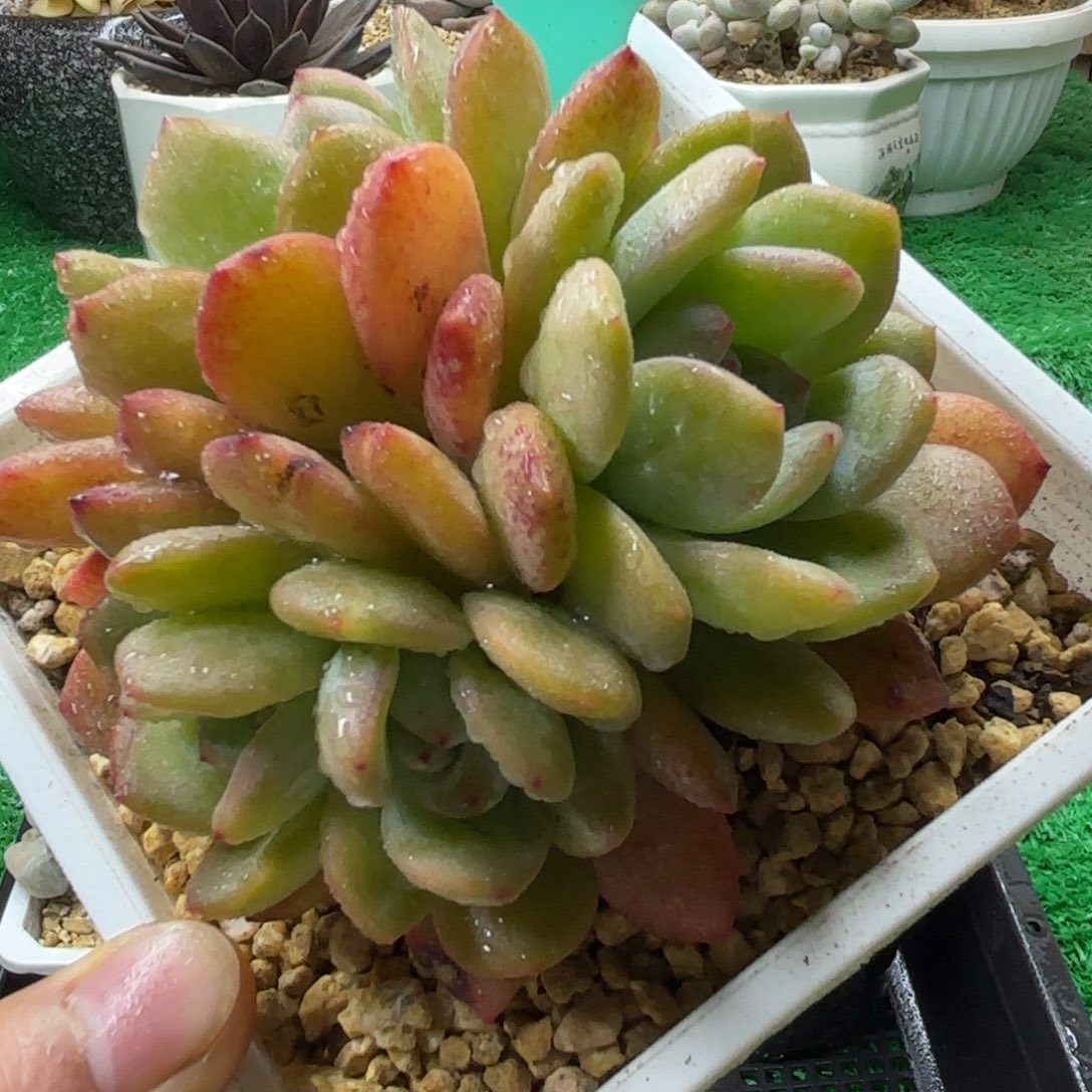 唐二姐多肉编号125