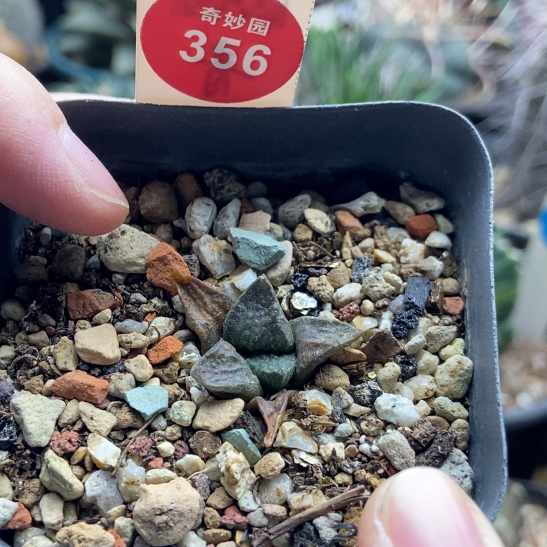 实生大尤连山牡丹2.6cm