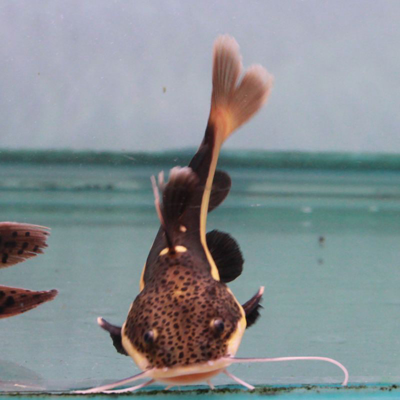 观赏鱼，水族观赏鱼