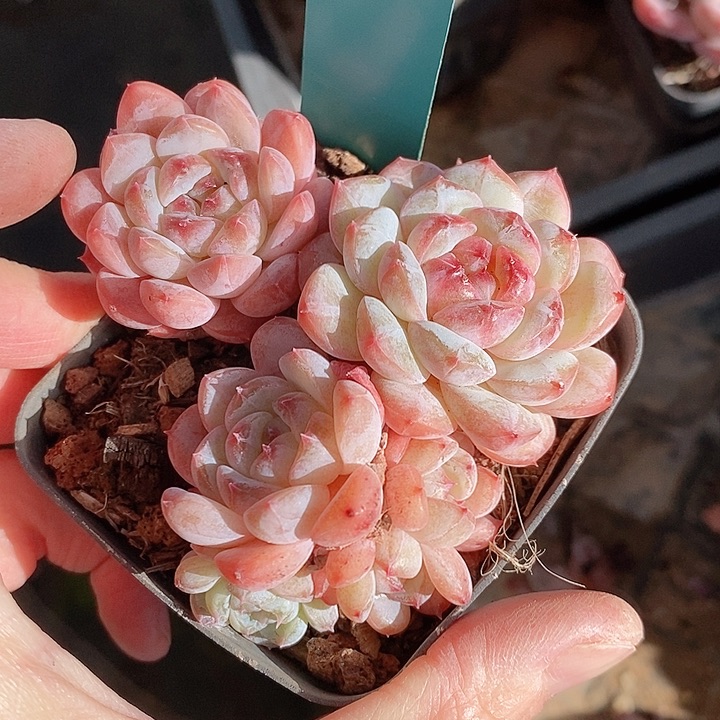 727多肉植物老桩